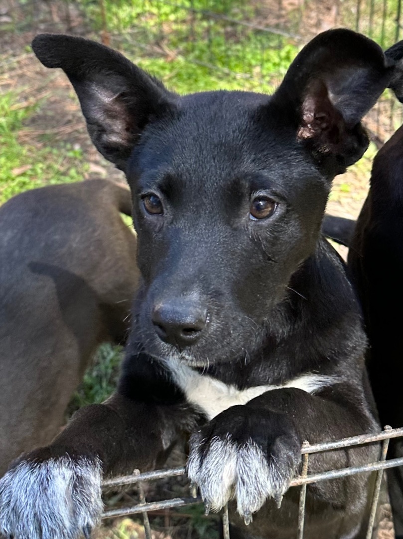 Candy, a Adoptable mixed breed image 5/5