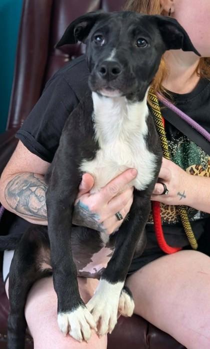Enlarge Jinhu, a Adoptable mixed breed in La Harpe, KS image 1/3