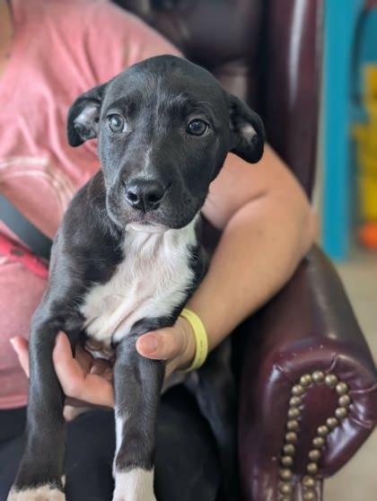 Enlarge Jinhu, a Adoptable mixed breed in La Harpe, KS image 2/3