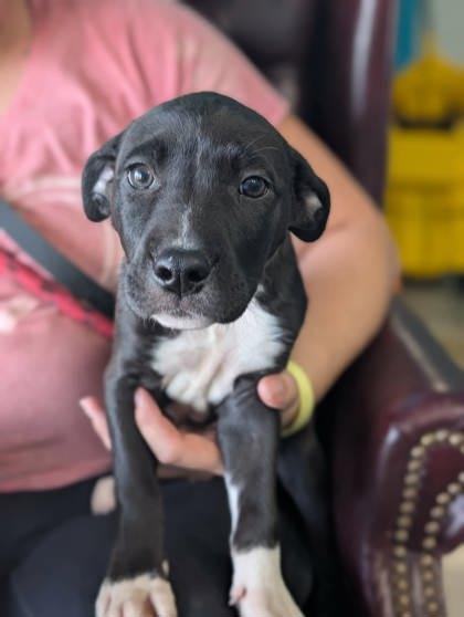 Enlarge Jinhu, a Adoptable mixed breed in La Harpe, KS image 3/3