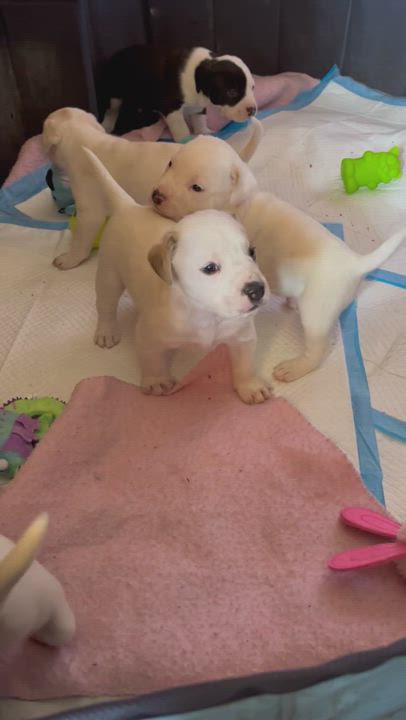 Enlarge Guppy, a Adopted mixed breed in North Charleston, SC video 4/7