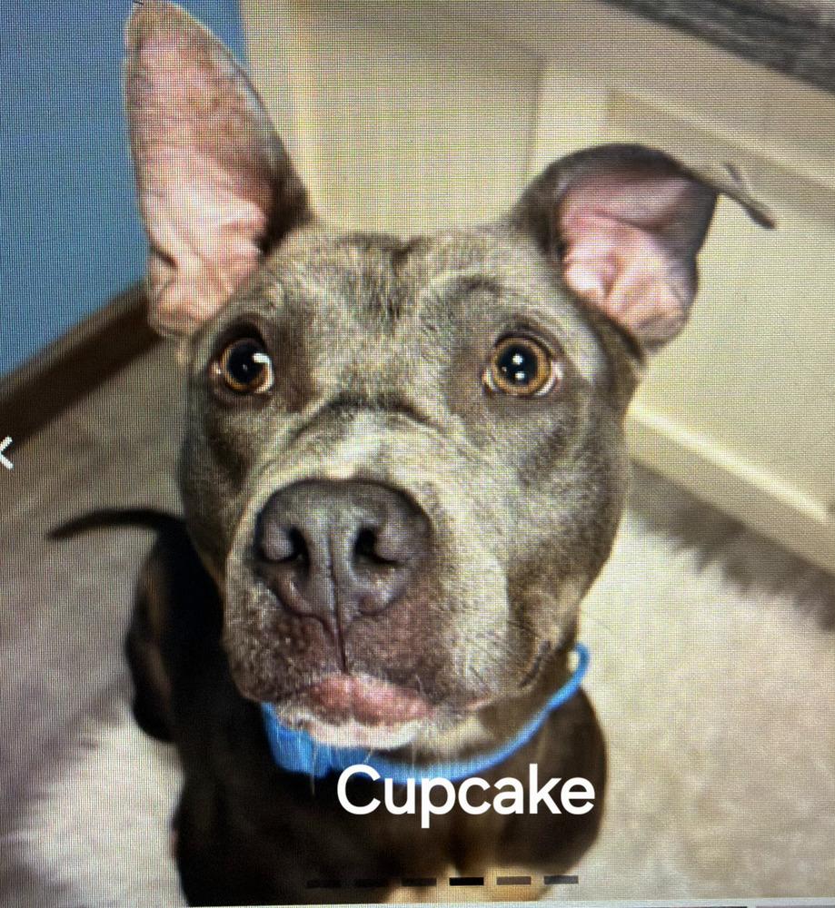 Cupcake, Adoptable, Adult Female American Bully.