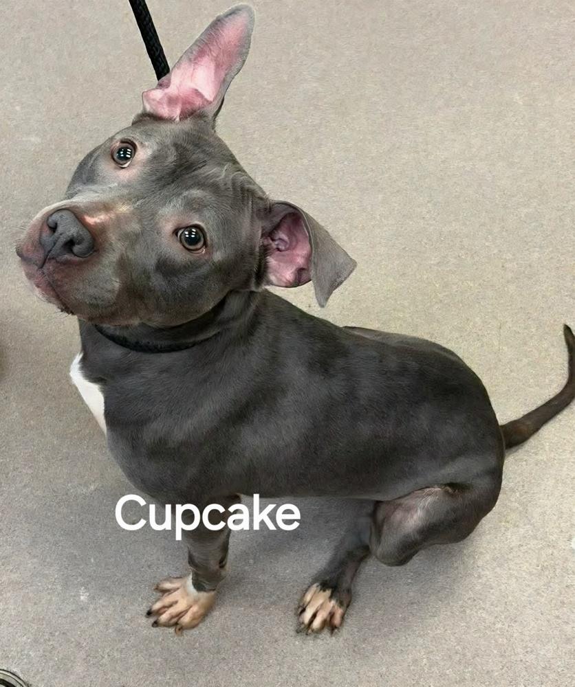 Enlarge Cupcake, a Adoptable mixed breed in Clinton, ME image 2/3
