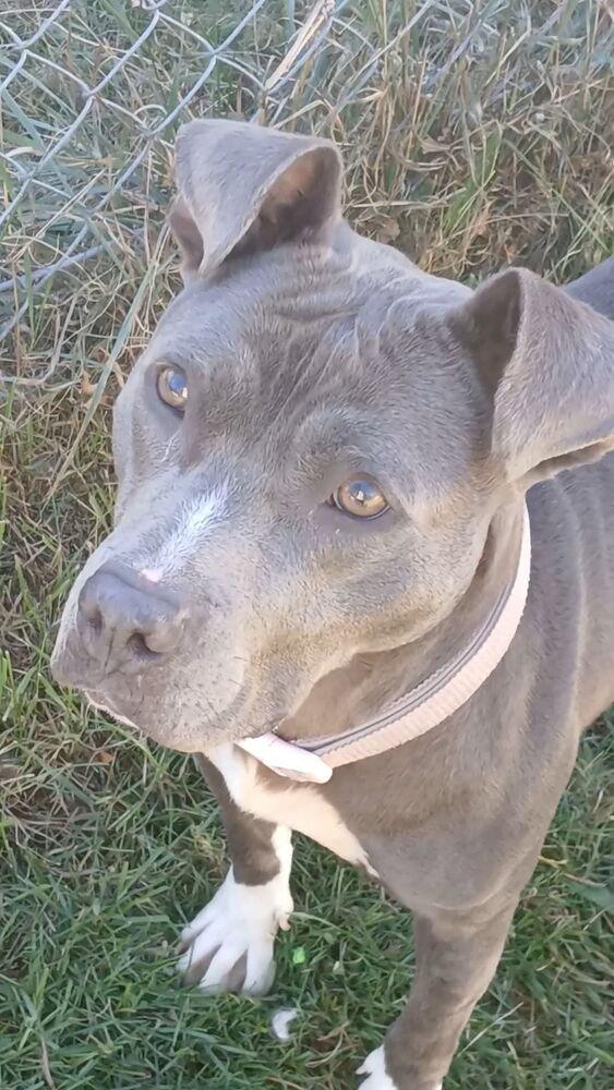 Enlarge Cupcake, a Adoptable mixed breed in Clinton, ME image 3/3