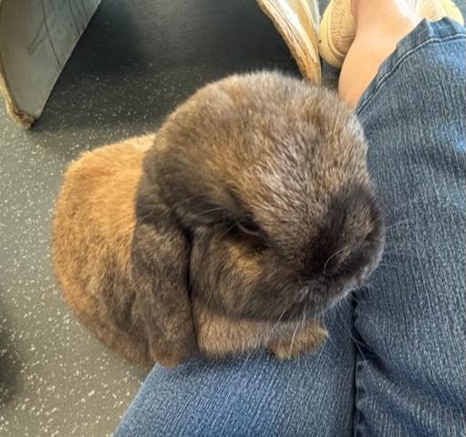 Enlarge Godiva, a Adoptable Holland Lop in Pittsburgh, PA image 6/6
