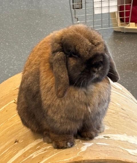 Enlarge Godiva, a Adoptable Holland Lop in Pittsburgh, PA image 4/6