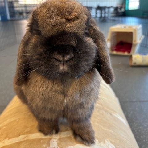 Enlarge Godiva, a Adoptable Holland Lop in Pittsburgh, PA image 5/6