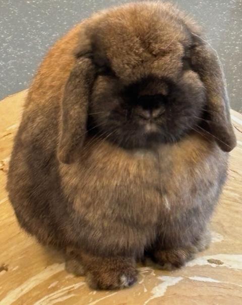 Godiva, Adoptable, Adult Female Holland Lop.