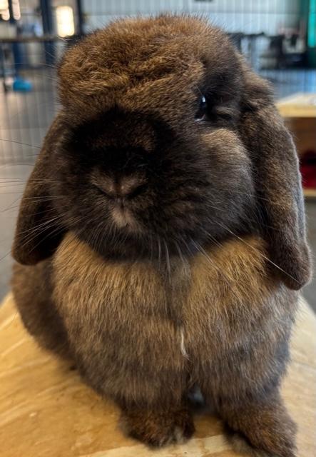 Enlarge Godiva, a Adoptable Holland Lop in Pittsburgh, PA image 3/6