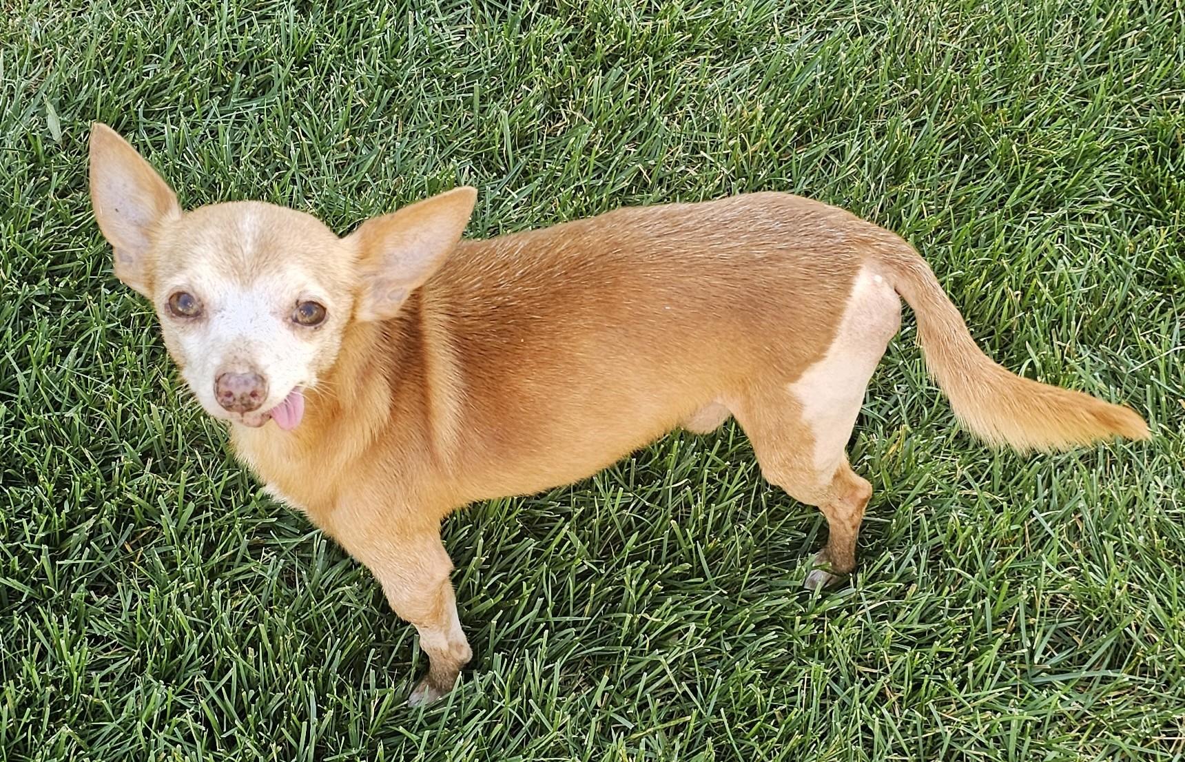 Enlarge Thorin, a Adoptable mixed breed in Palatine, IL image 4/5