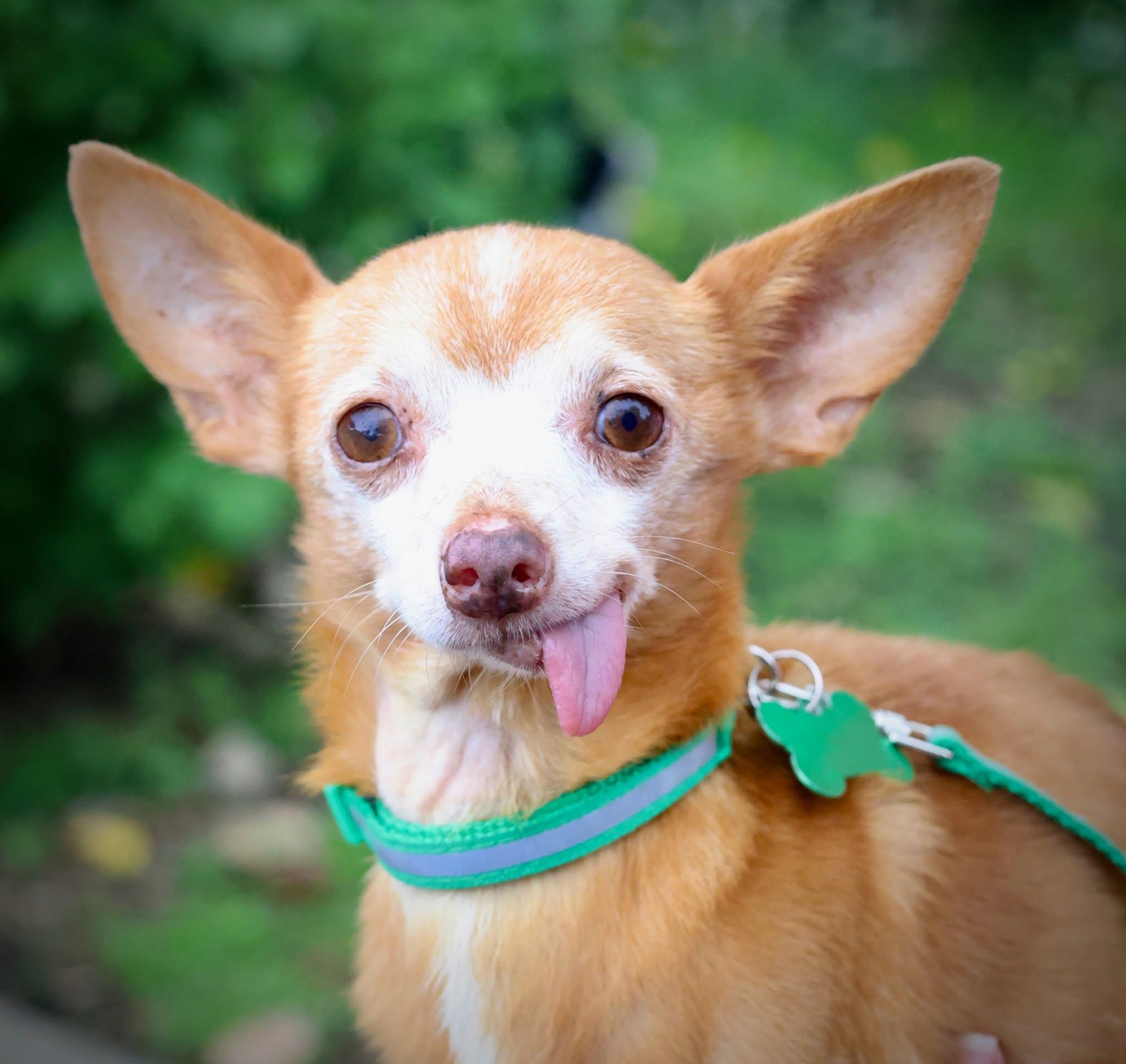Enlarge Thorin, a Adoptable mixed breed in Palatine, IL image 5/5
