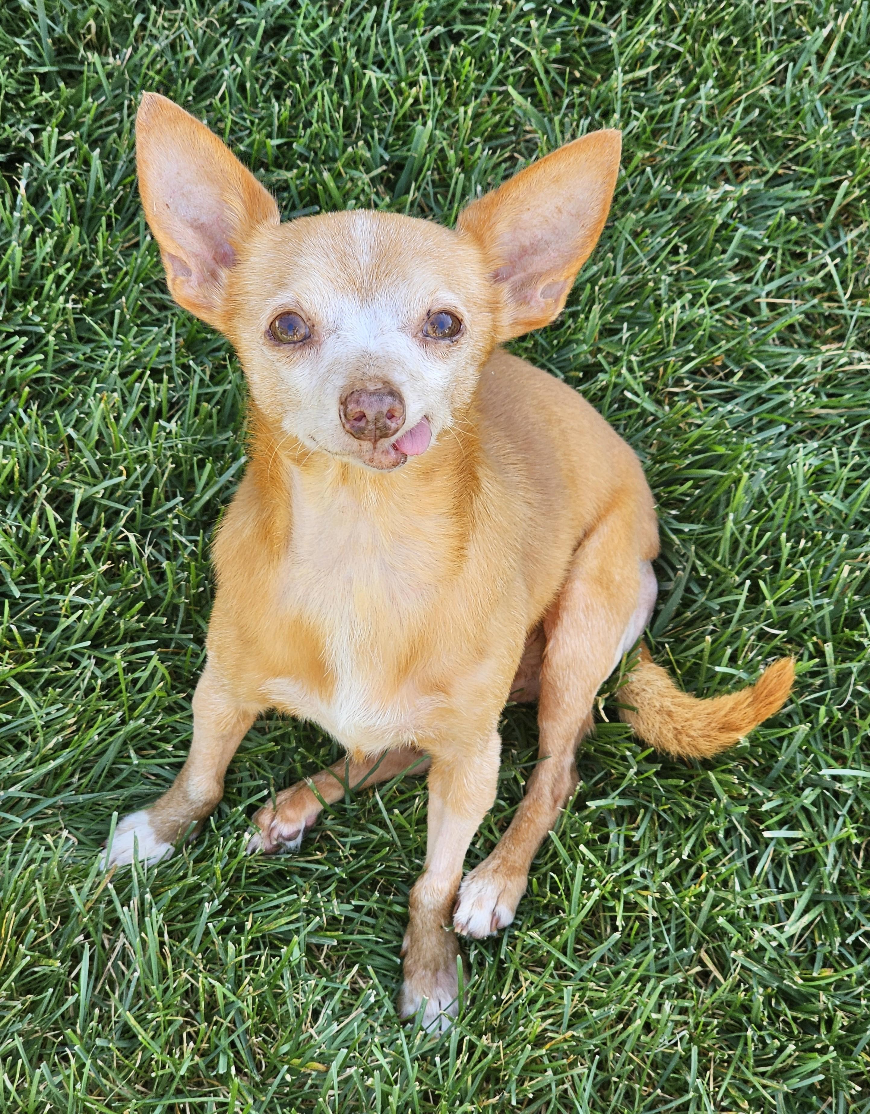Enlarge Thorin, a Adoptable mixed breed in Palatine, IL image 1/5