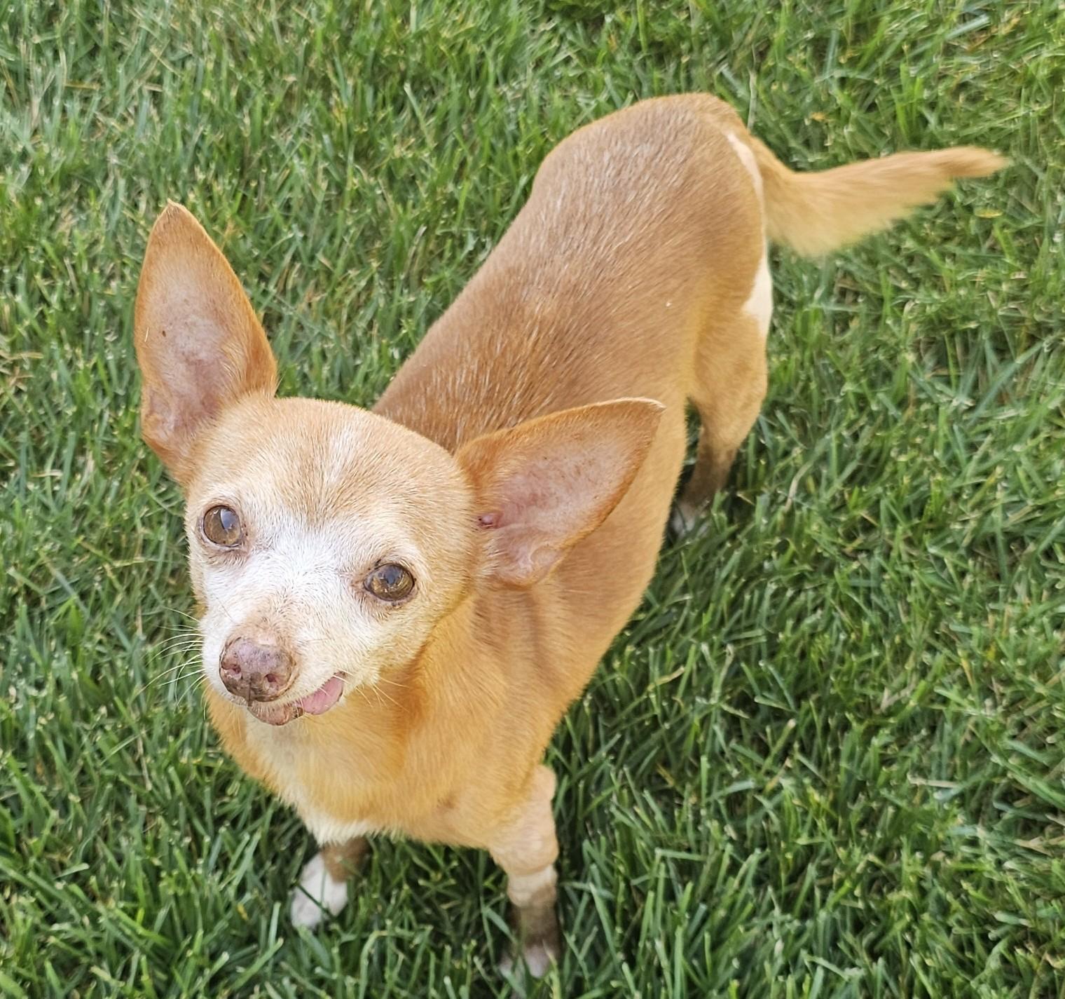 Enlarge Thorin, a Adoptable mixed breed in Palatine, IL image 2/5