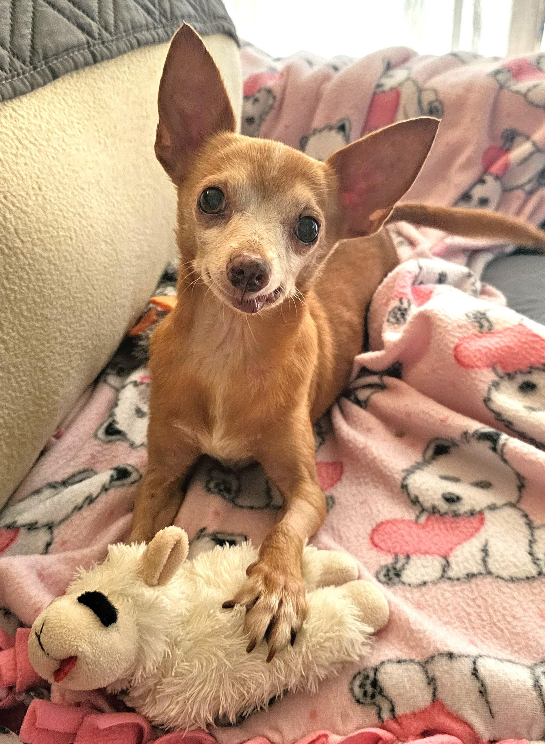 Enlarge Thorin, a Adoptable mixed breed in Palatine, IL image 3/5