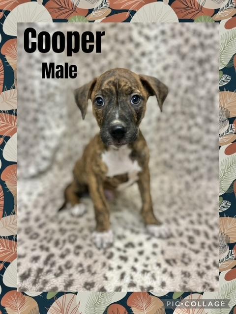 Cooper 1
