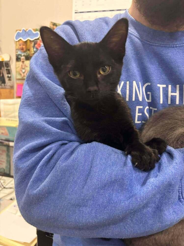 Kelsey, Adoptable, Kitten Male Domestic Short Hair.