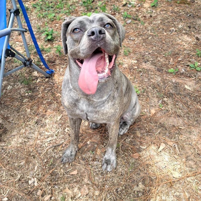 Hazel , Adoptable, Adult Female Cane Corso.
