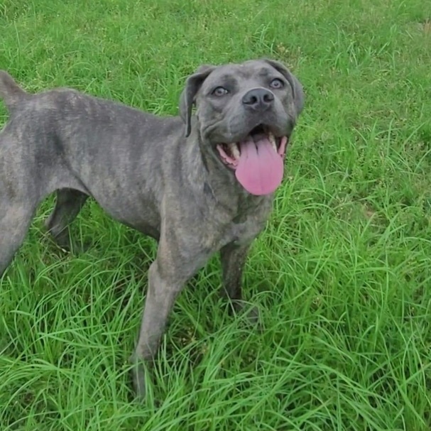 Enlarge Hazel , a Adoptable mixed breed in Madison , WI image 2/5