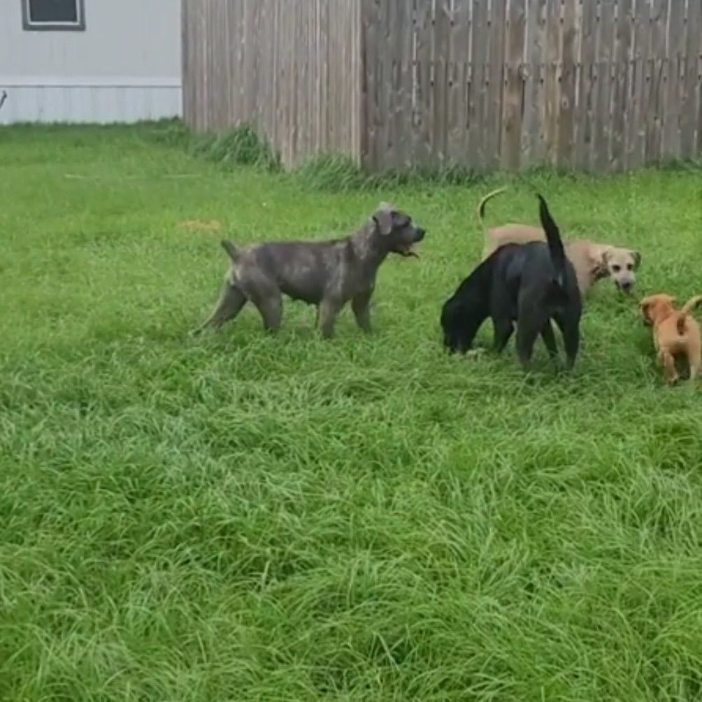 Enlarge Hazel , a Adoptable mixed breed in Madison , WI image 5/5