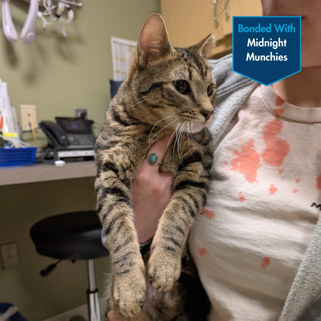Enlarge Tiger Balm, a Adoptable Domestic Short Hair in Baltimore, MD image 1/1