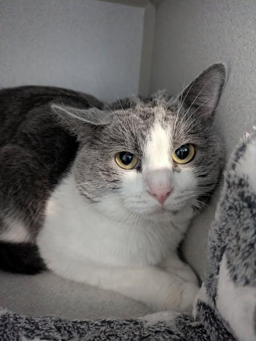 Enlarge Moonshine, a Adoptable Domestic Short Hair in West Des Moines, IA image 1/1