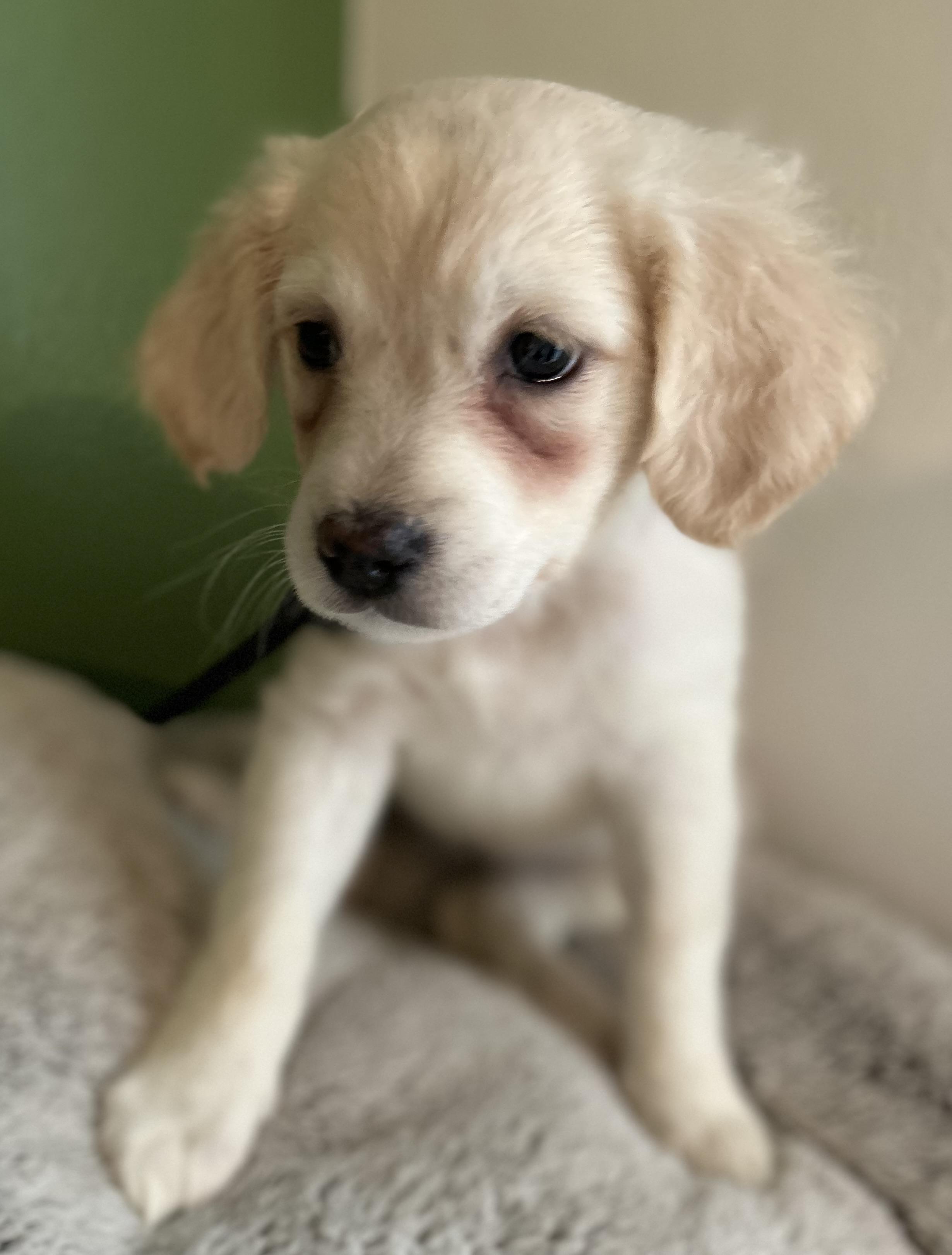 Enlarge Ivy, a ADOPTABLE mixed breed in Tigard, OR image 1/5