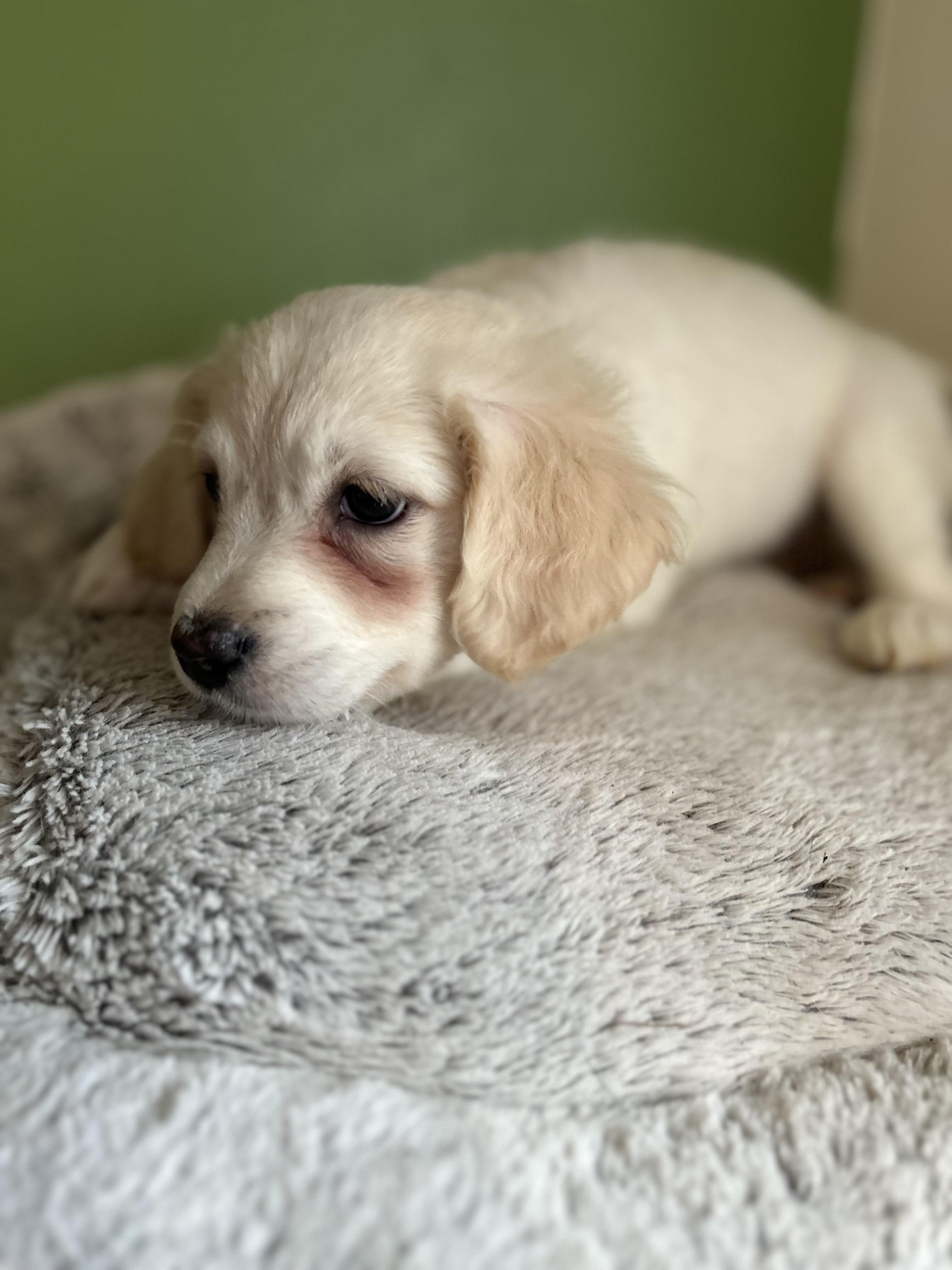 Enlarge Ivy, a ADOPTABLE mixed breed in Tigard, OR image 5/5