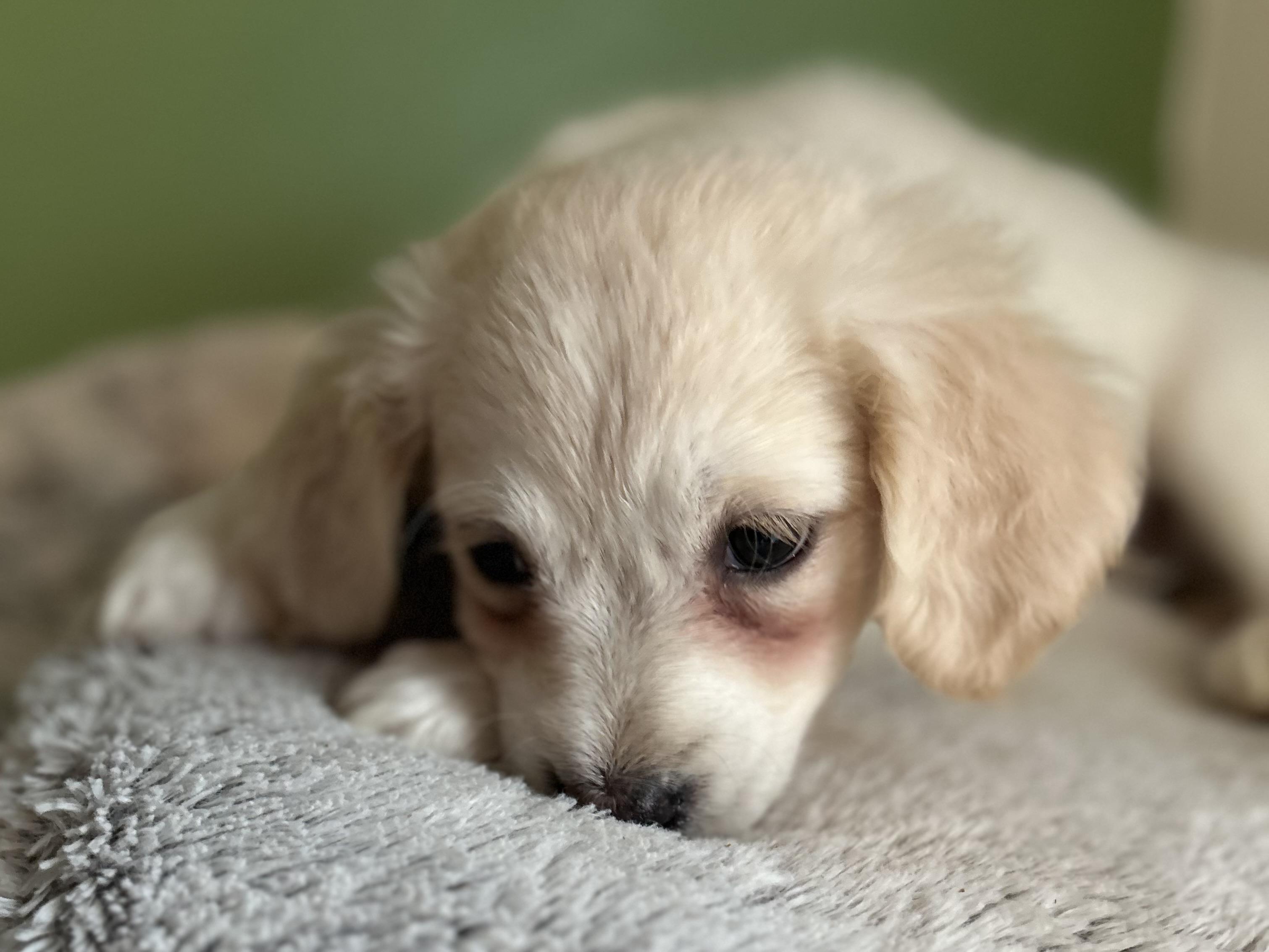 Enlarge Ivy, a ADOPTABLE mixed breed in Tigard, OR image 3/5