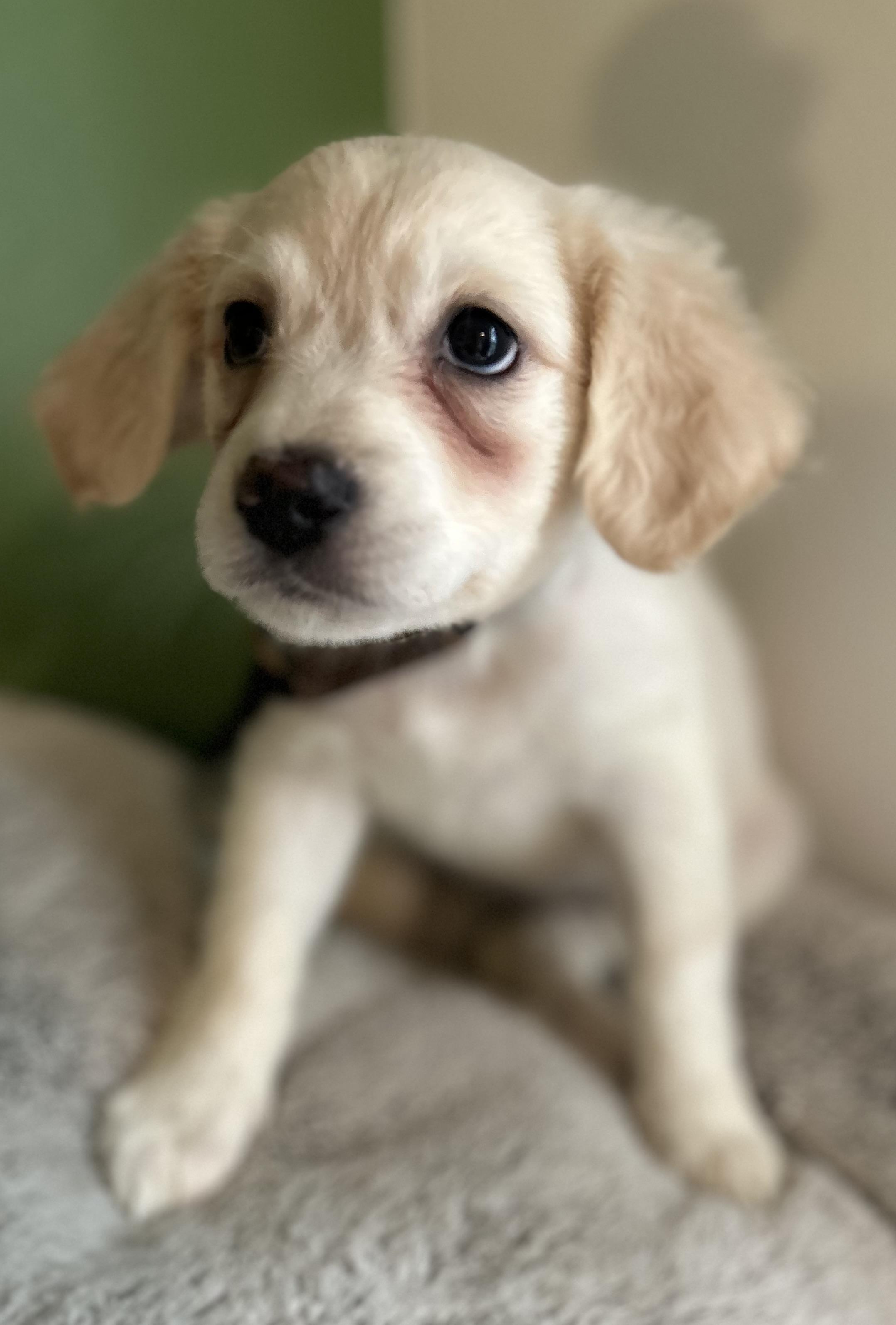 Enlarge Ivy, a ADOPTABLE mixed breed in Tigard, OR image 2/5