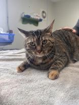 Enlarge Buttercup, a Adoptable Domestic Short Hair in Potsdam, NY image 2/2