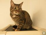 Enlarge Buttercup, a Adoptable Domestic Short Hair in Potsdam, NY image 1/2