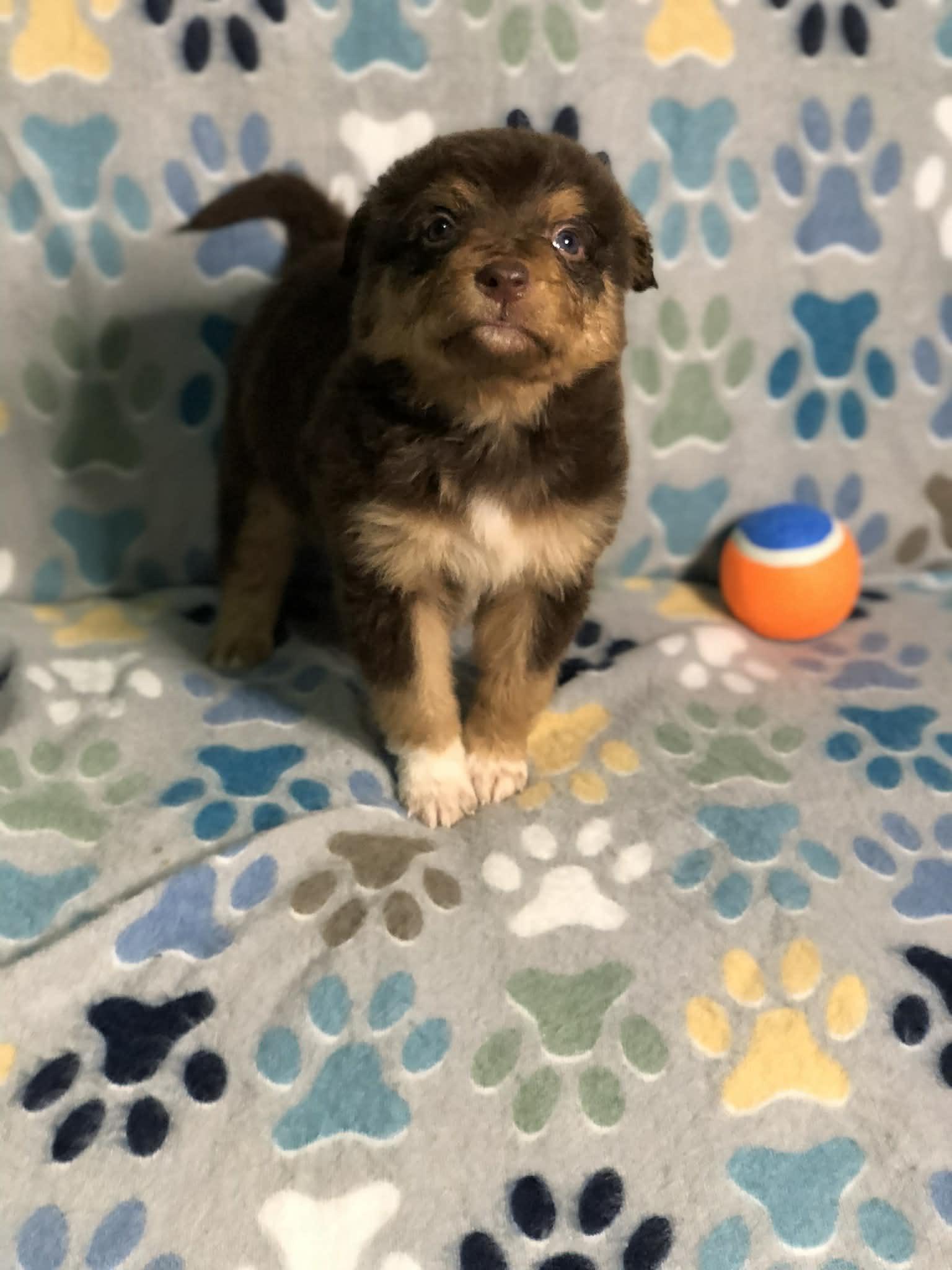 Enlarge Reese cup, an adopted mixed breed in Campton, KY image 6/6