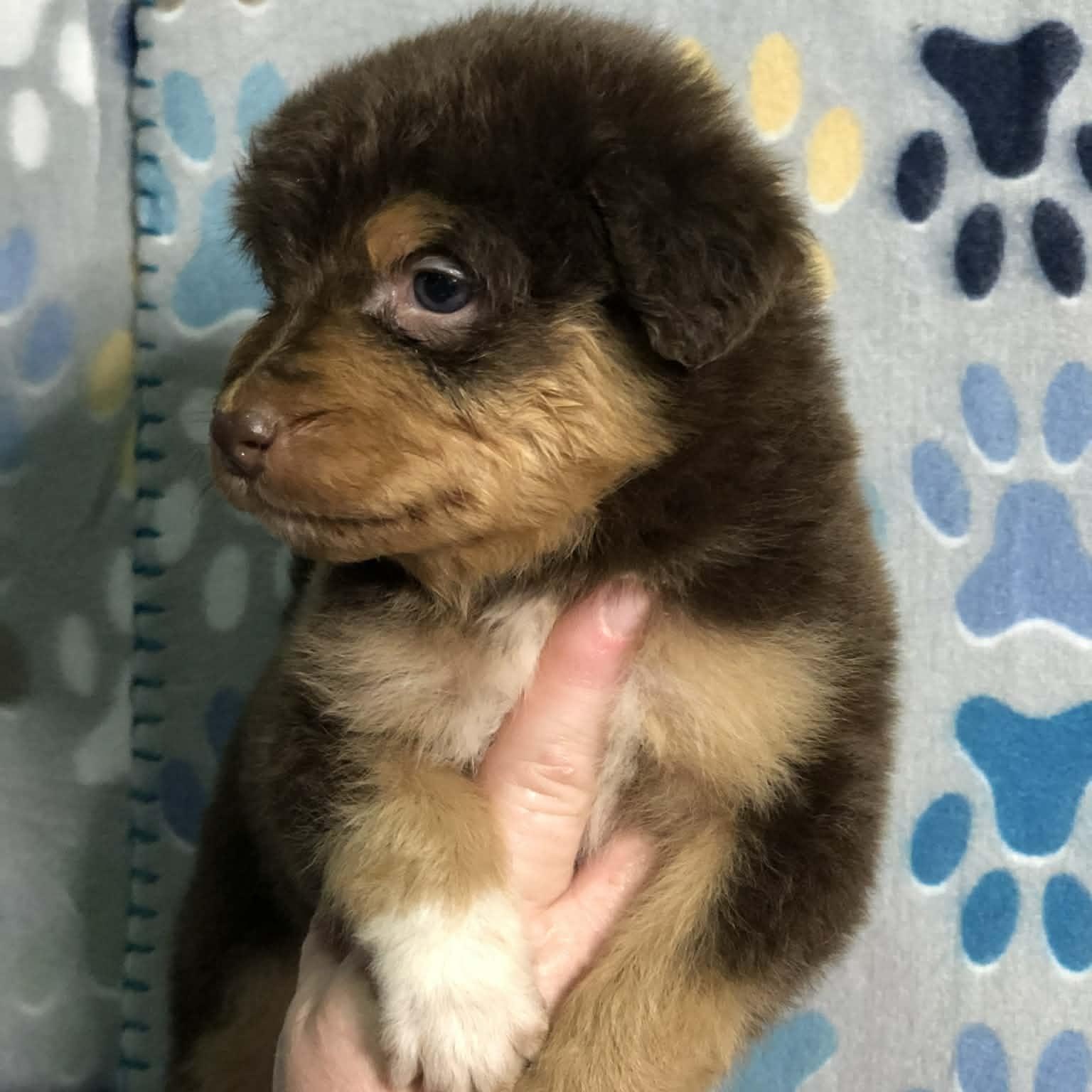 Enlarge Reese cup, an adopted mixed breed in Campton, KY image 3/6