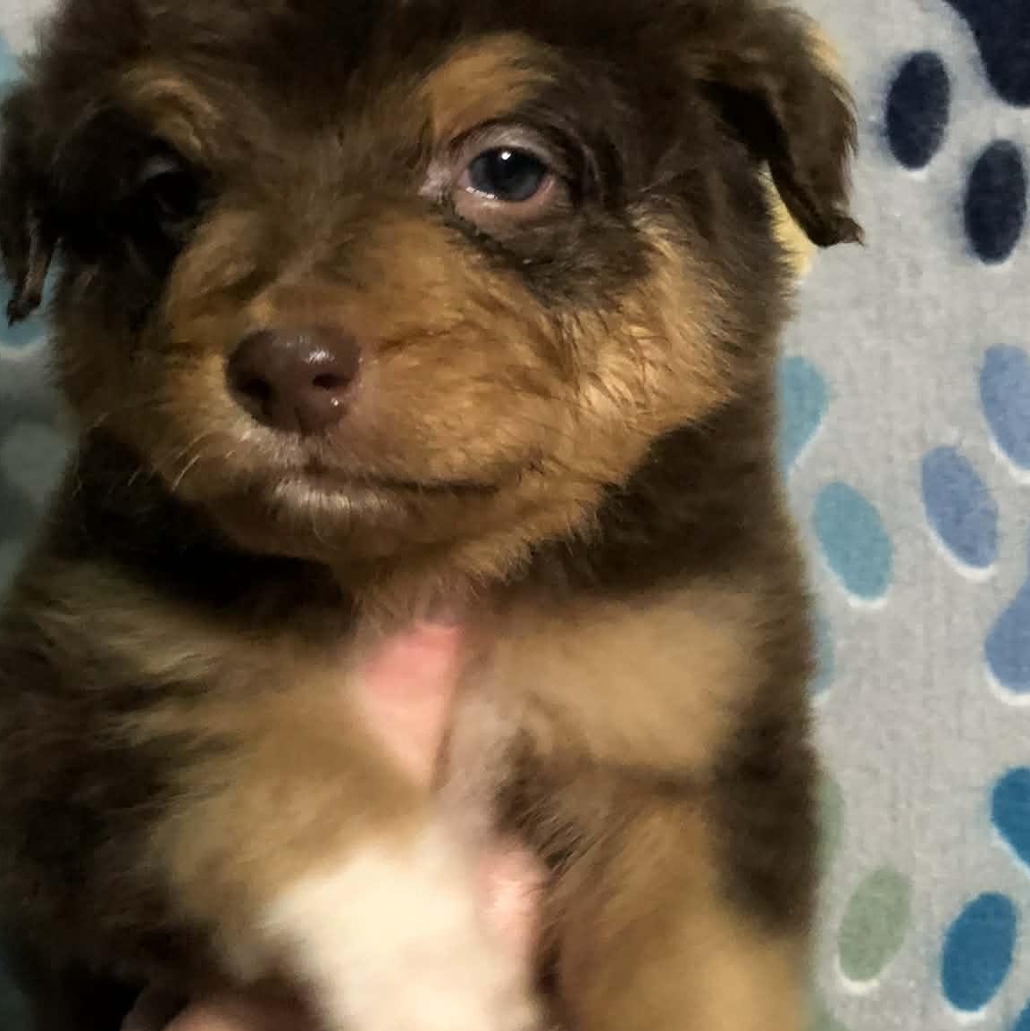 Enlarge Reese cup, an adopted mixed breed in Campton, KY image 5/6