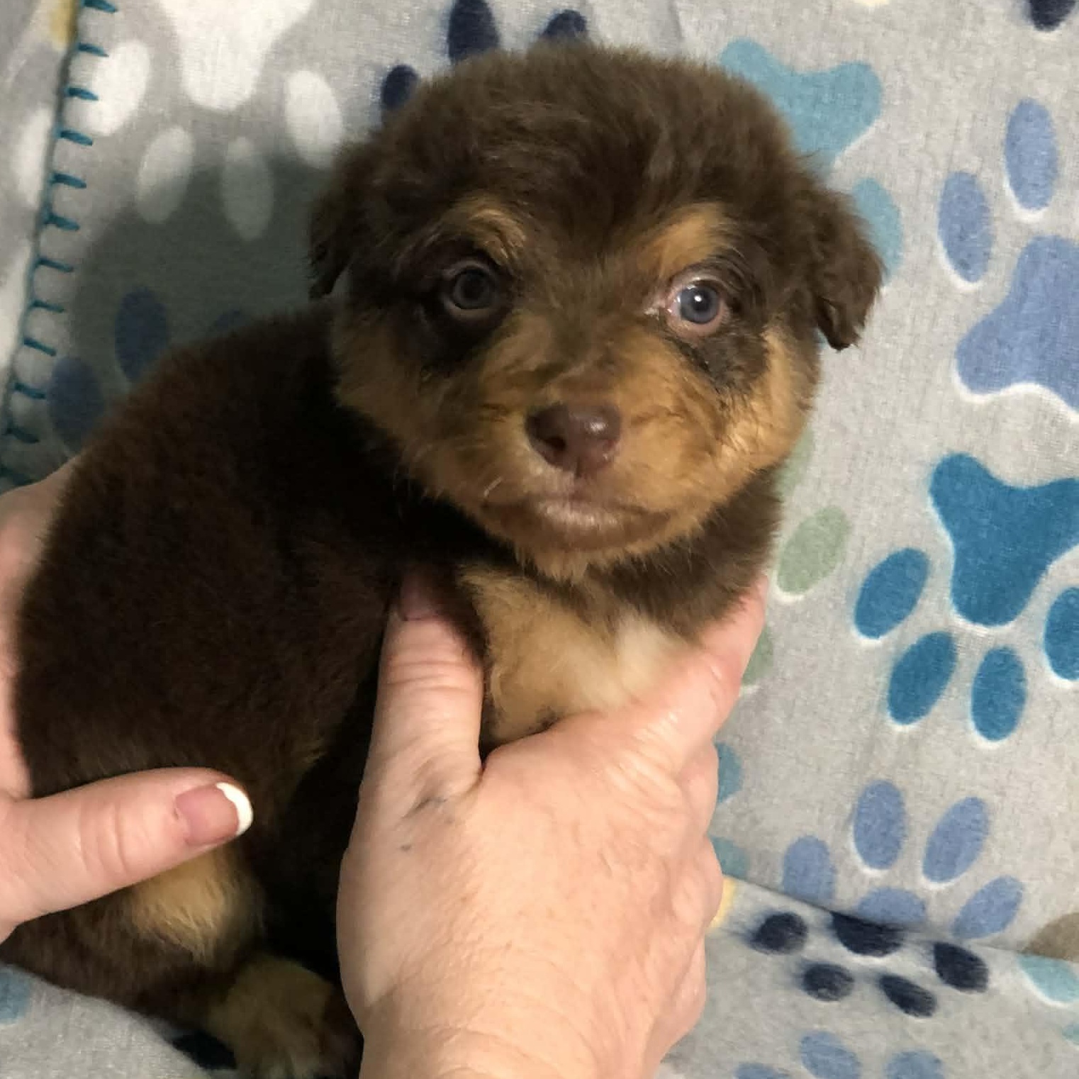 Enlarge Reese cup, an adopted mixed breed in Campton, KY image 4/6