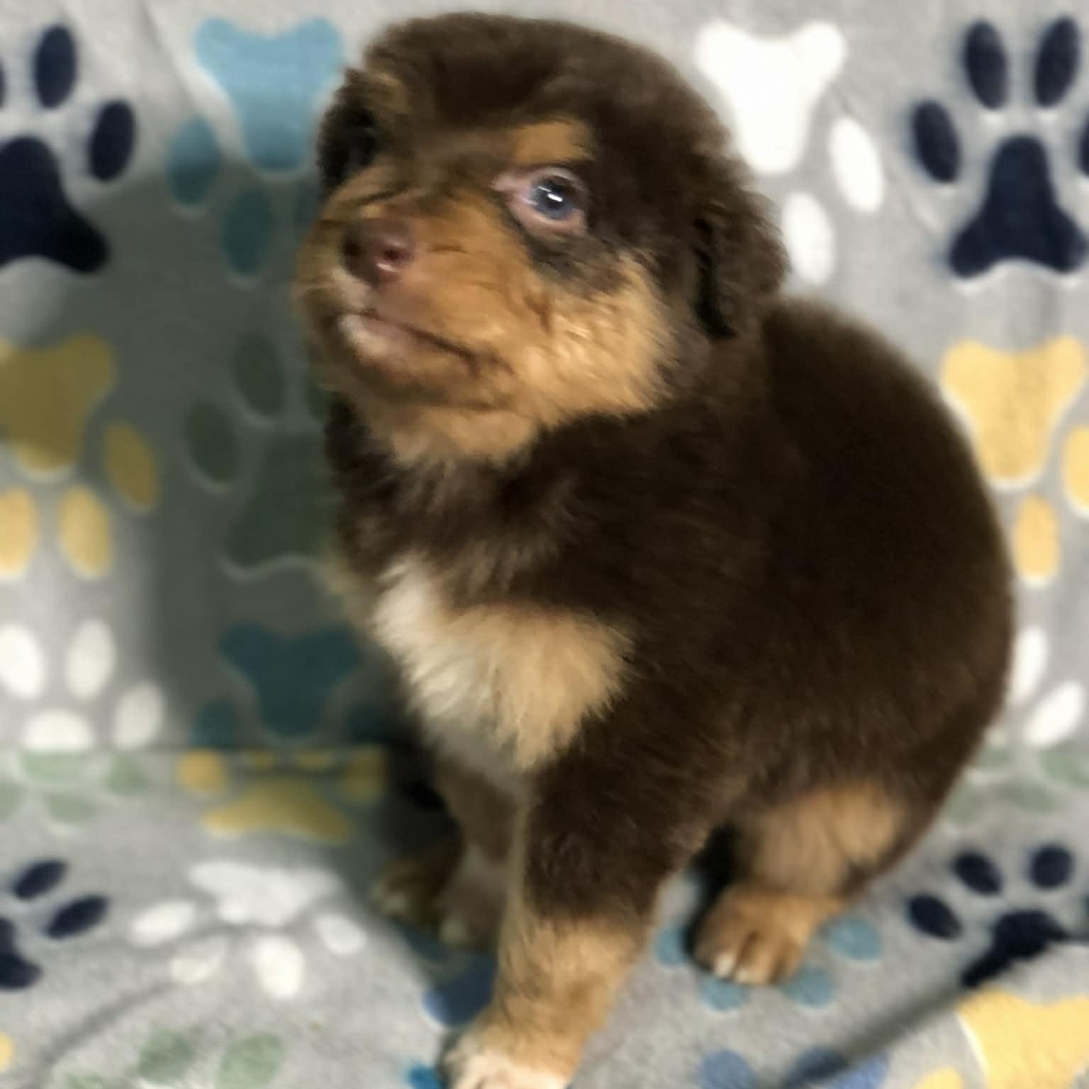 Enlarge Reese cup, an adopted mixed breed in Campton, KY image 2/6