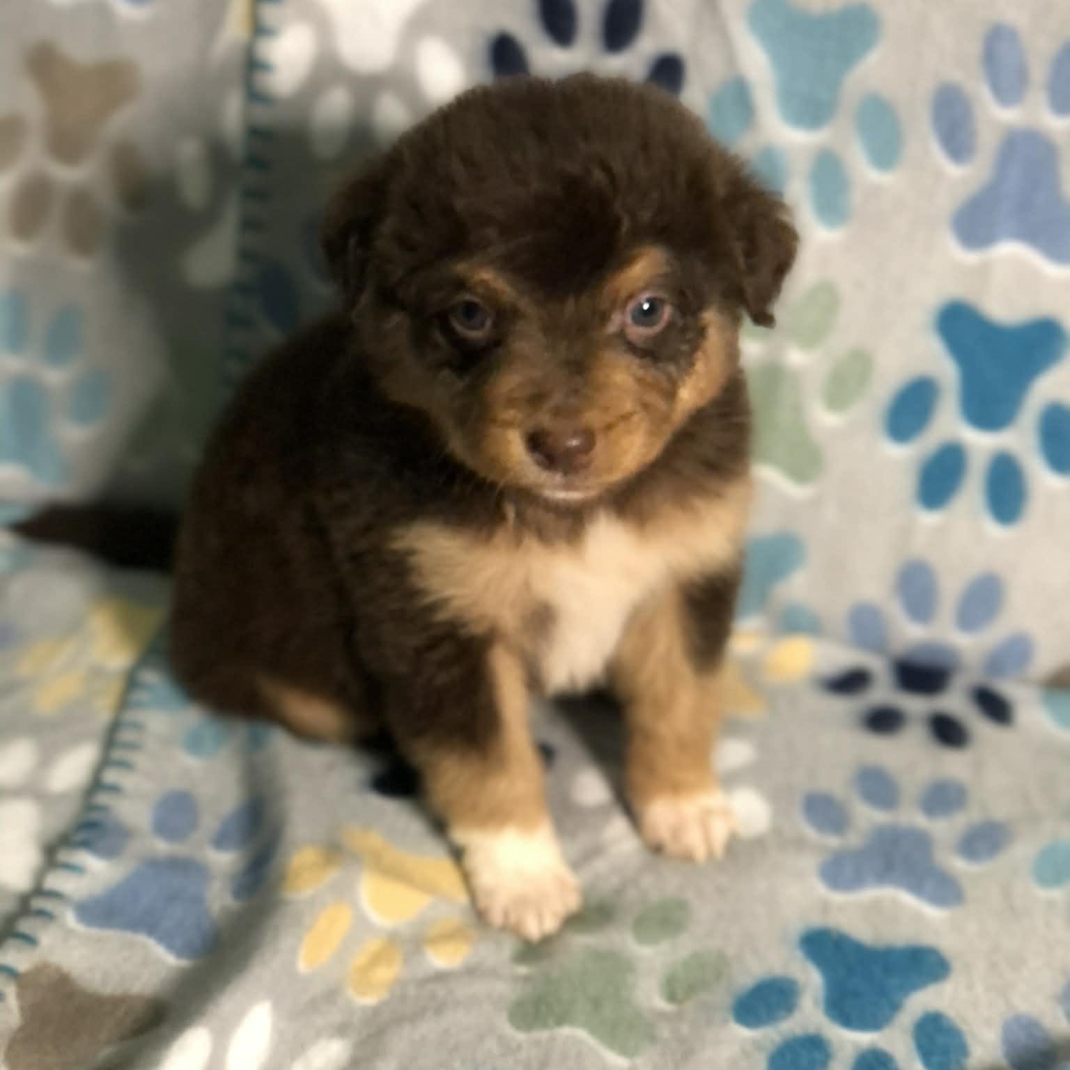 Reese cup, adopted, Puppy Male Australian Shepherd & Golden Retriever.