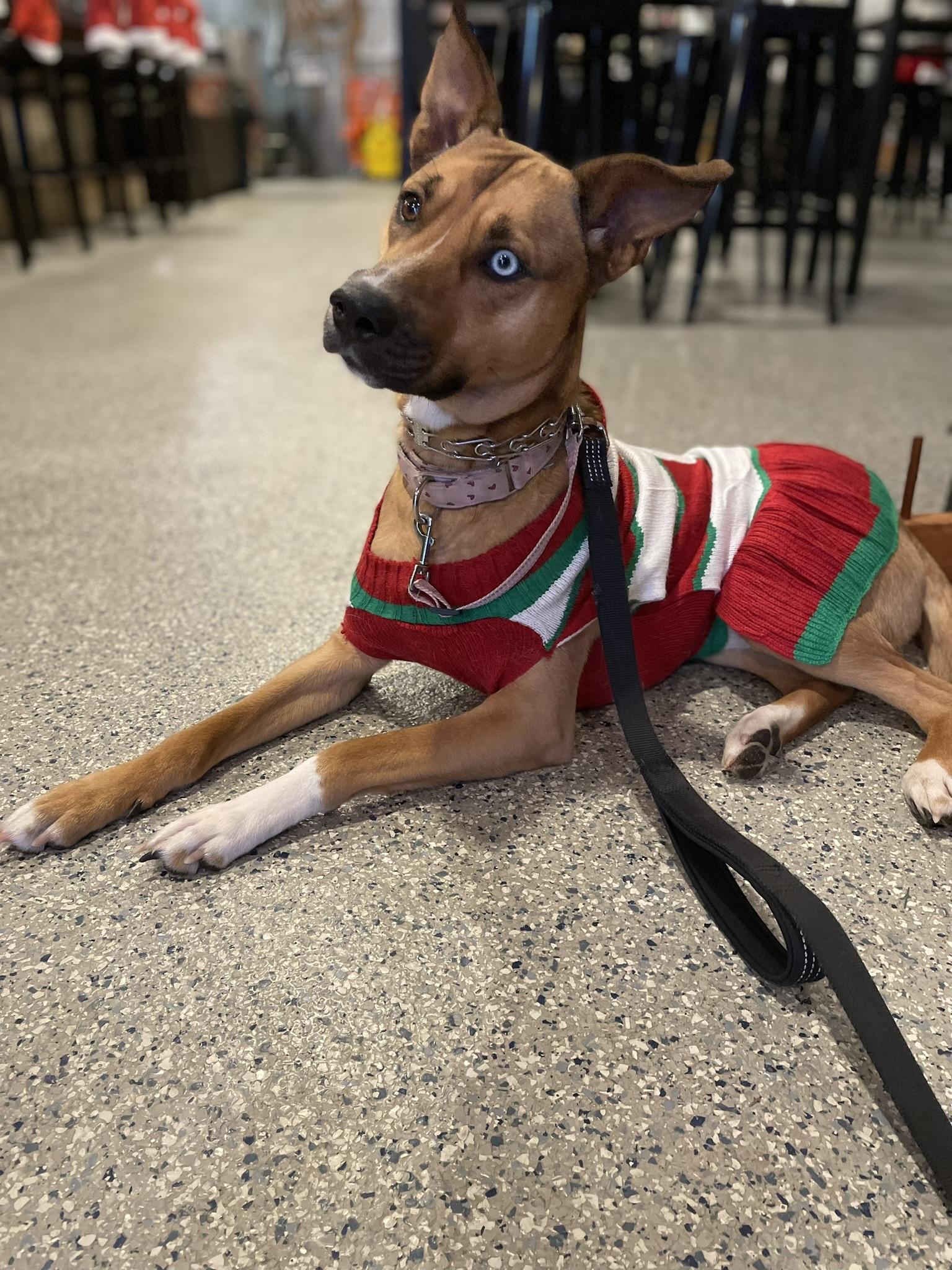 Enlarge Iris, a Adoptable mixed breed in Pembroke, MA image 6/6