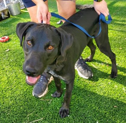 Enlarge Frankie, a Adoptable mixed breed in Sanford, FL image 1/1