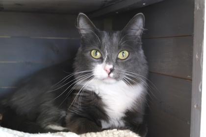 Angel, Adoptable, Adult Female Domestic Medium Hair & Domestic Short Hair.