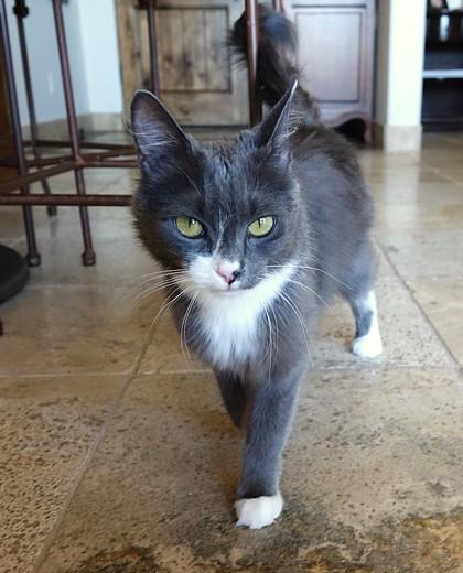 Angel, a Adoptable mixed breed in Scottsdale, AZ image 2/3