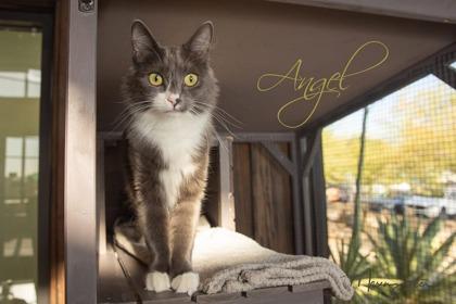 Angel, a Adoptable mixed breed in Scottsdale, AZ image 3/3
