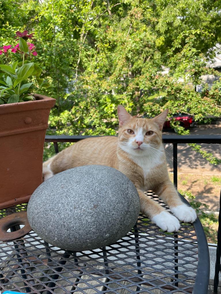 Peanut Butter / Scooter Magoo, Adoptable, Young Male Domestic Short Hair.