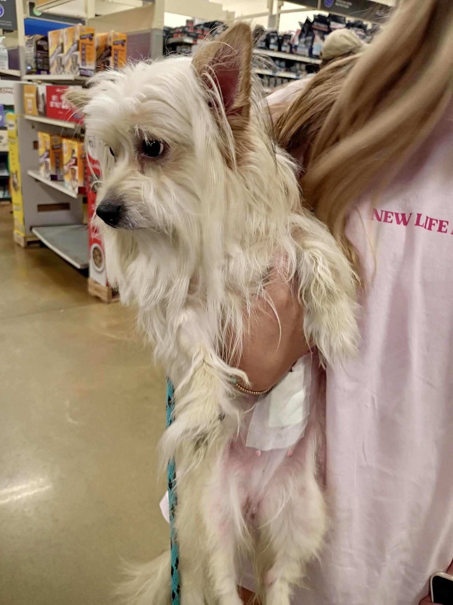 Enlarge KoKo, an adopted mixed breed in Tulsa, OK image 3/4