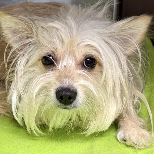 Enlarge KoKo, an adopted mixed breed in Tulsa, OK image 1/4