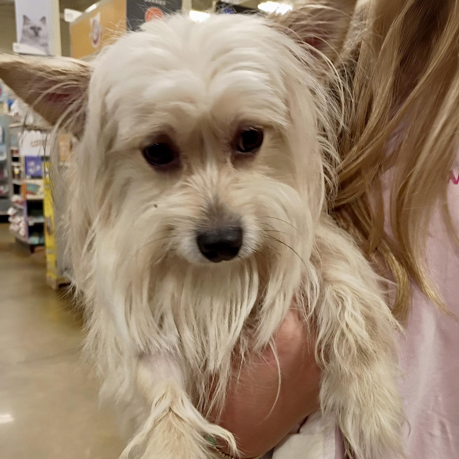 Enlarge KoKo, an adopted mixed breed in Tulsa, OK image 2/4