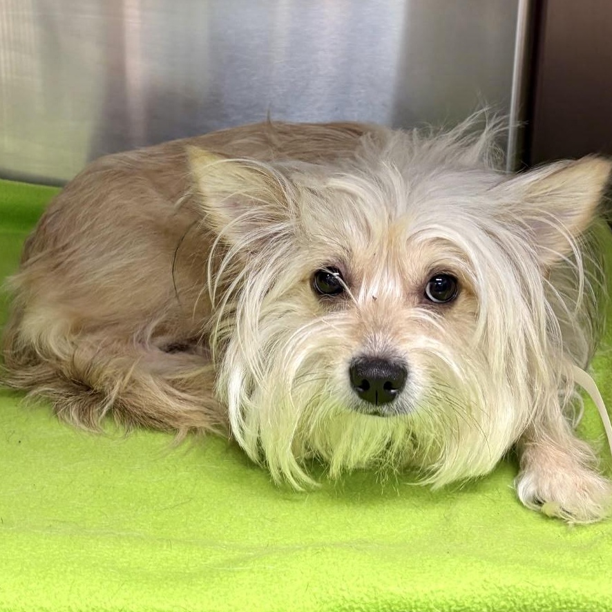 Enlarge KoKo, an adopted mixed breed in Tulsa, OK image 4/4