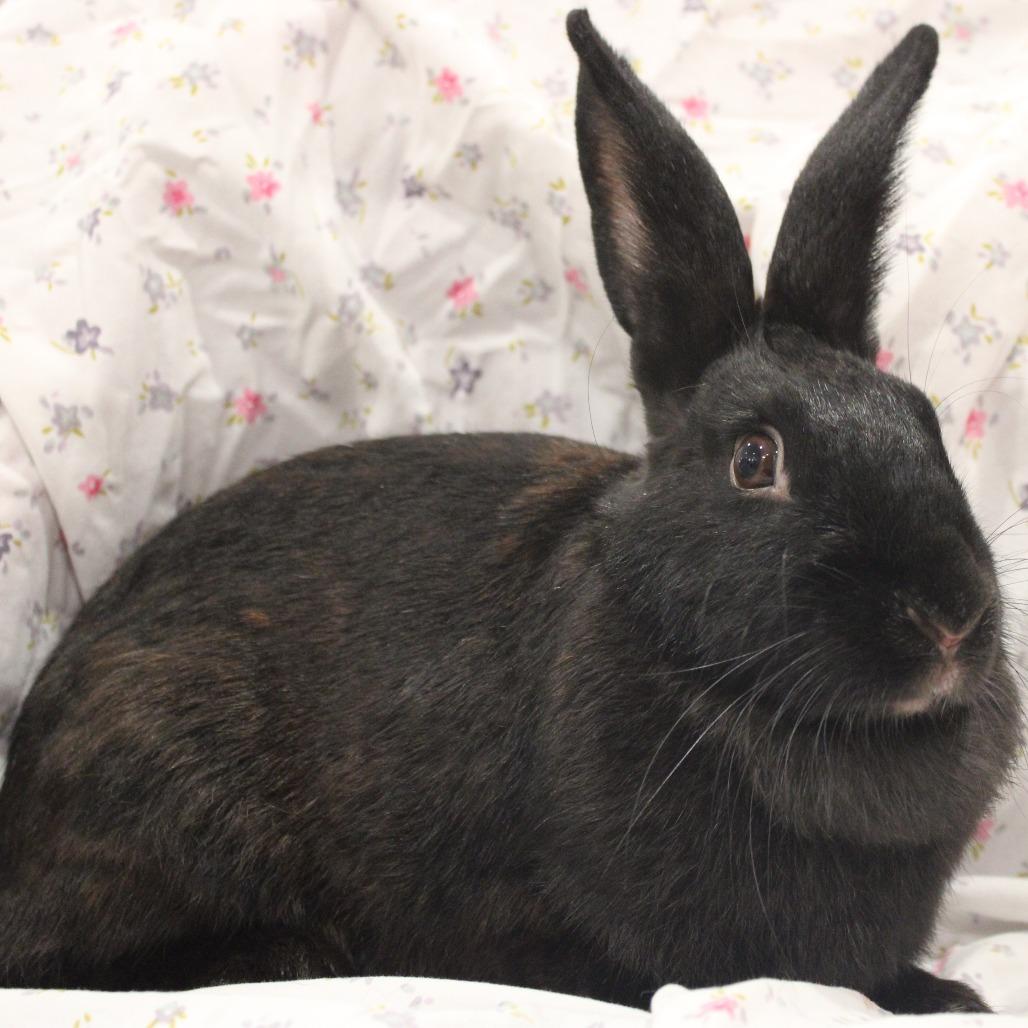 Enlarge Mamma Mia, a Adoptable American in Champaign, IL image 1/6