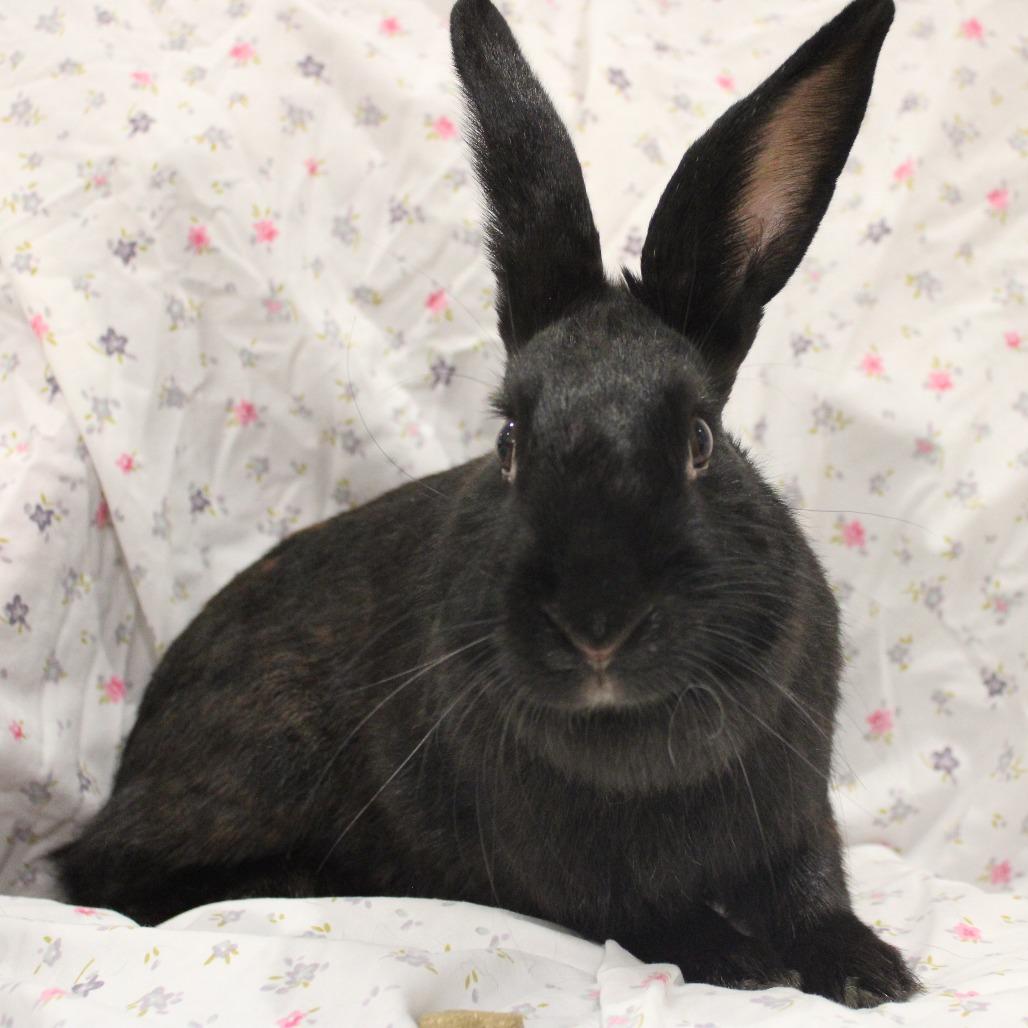 Enlarge Mamma Mia, a Adoptable American in Champaign, IL image 3/6