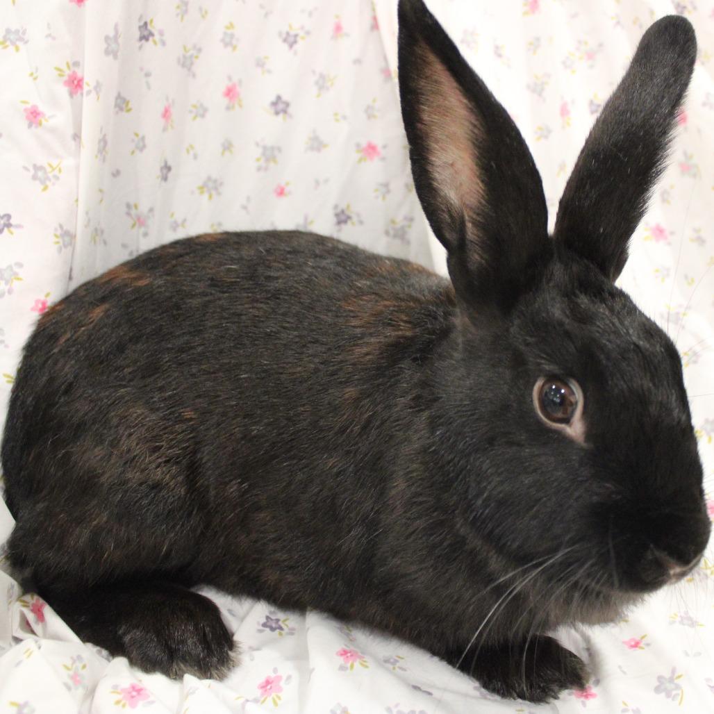 Enlarge Mamma Mia, a Adoptable American in Champaign, IL image 4/6